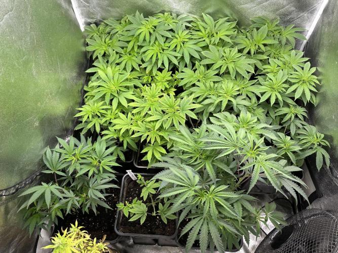 SeedTest für Reales 2026 +  UVM. Week 9