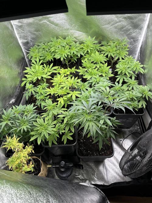 SeedTest für Reales 2026 +  UVM. Week 9