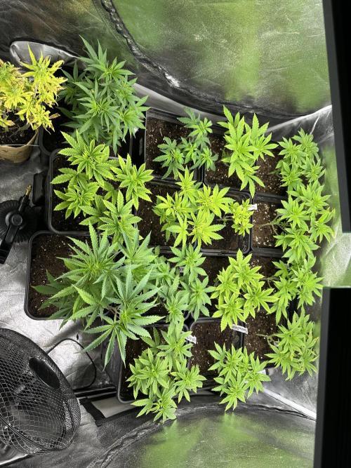 SeedTest für Reales 2026 +  UVM. Week 9