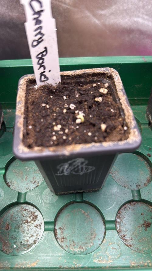 Letzter Grow 07/25. Week 0