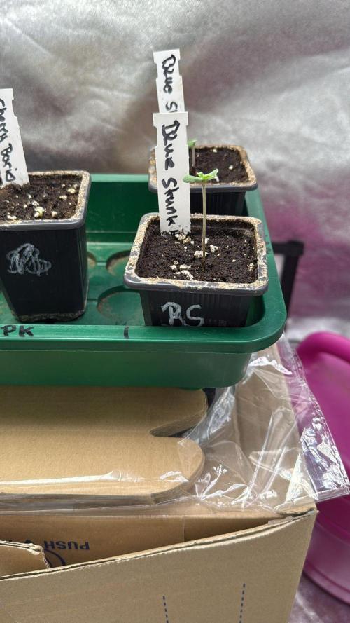 Letzter Grow 07/25. Week 0