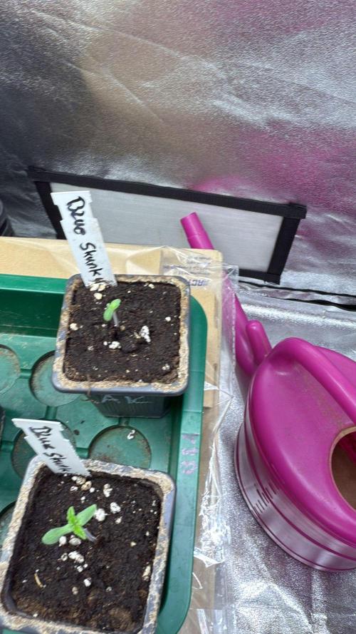 Letzter Grow 07/25. Week 0