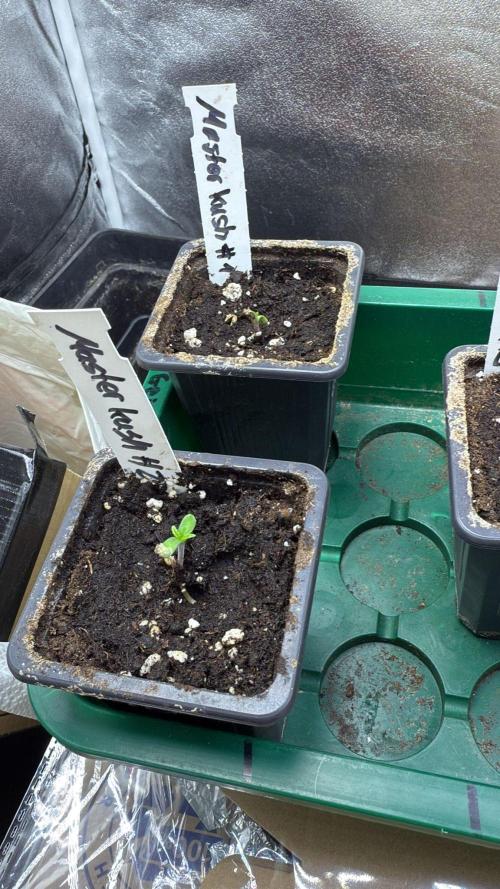 Letzter Grow 07/25. Week 0