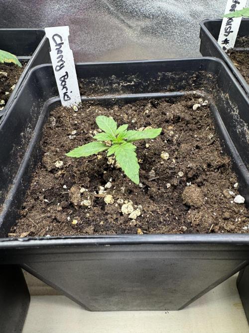 Letzter Grow 07/25. Week 1