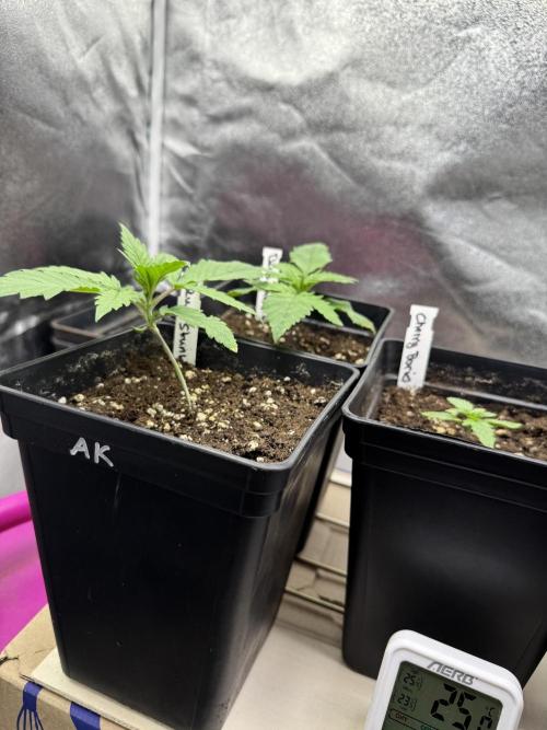 Letzter Grow 07/25. Week 1