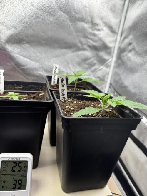 Letzter Grow 07/25. Week 1