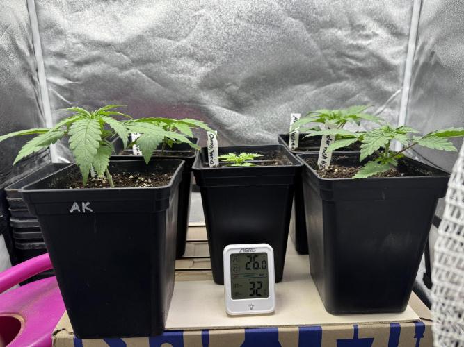 Letzter Grow 07/25. Week 1