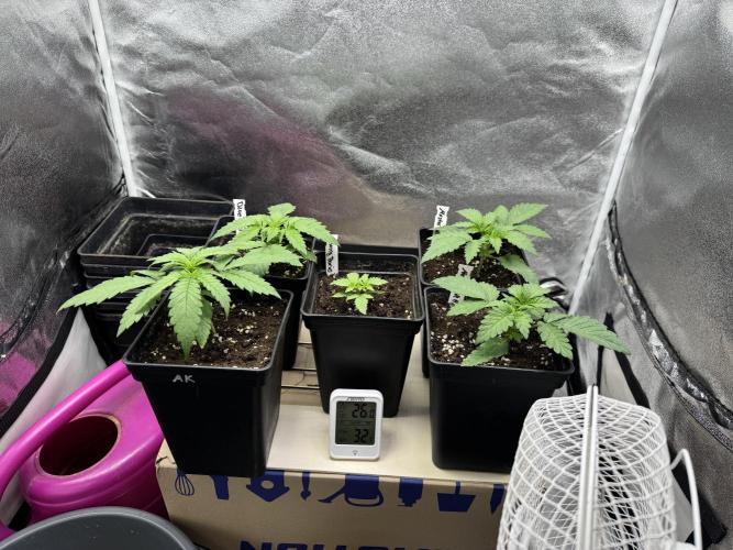 Letzter Grow 07/25. Week 1