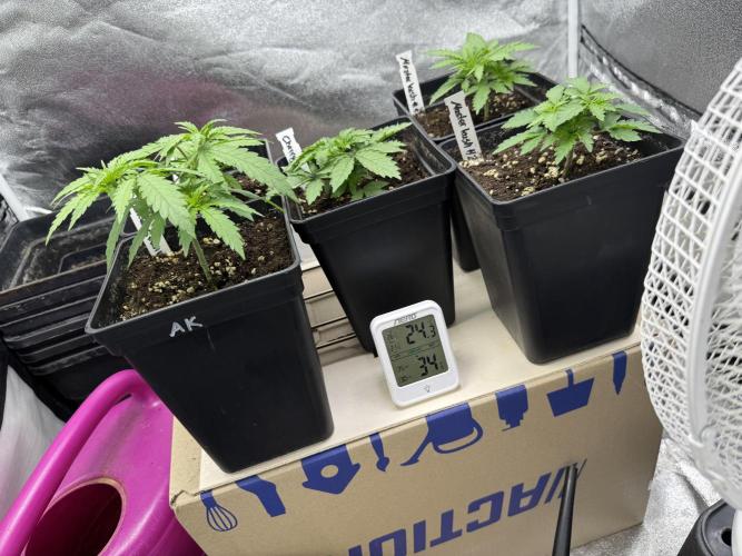 Letzter Grow 07/25. Week 2