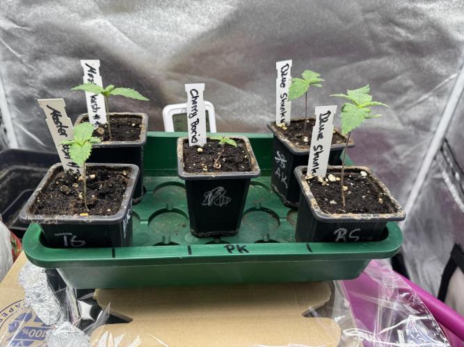 Letzter Grow 07/25. Week 0