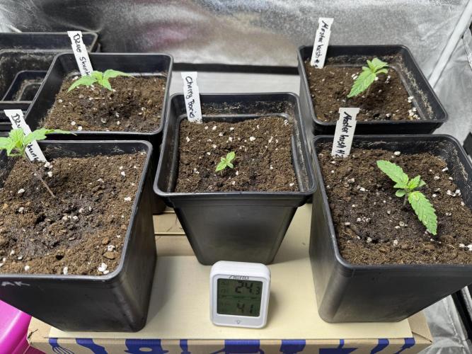 Letzter Grow 07/25. Week 1