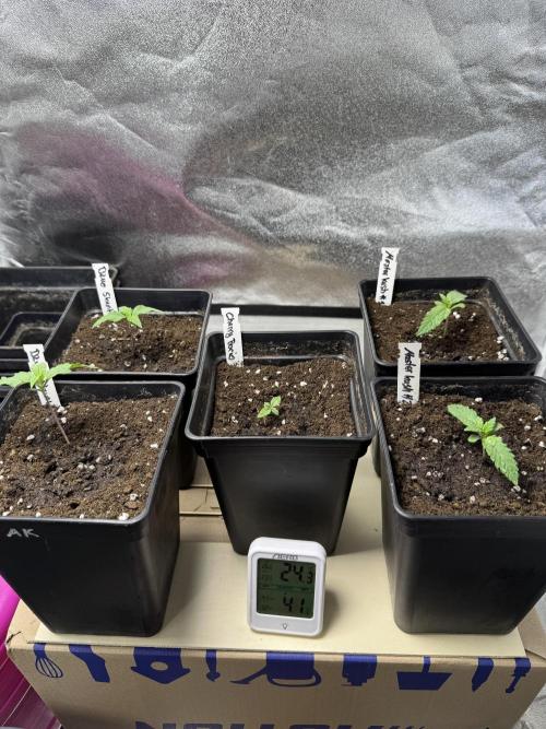 Letzter Grow 07/25. Week 1