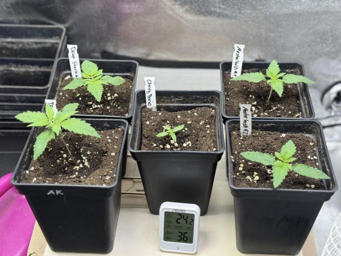 Letzter Grow 07/25. Week 1