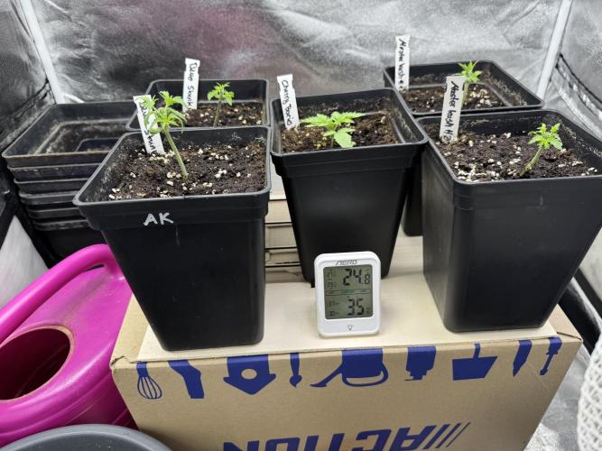 Letzter Grow 07/25. Week 1