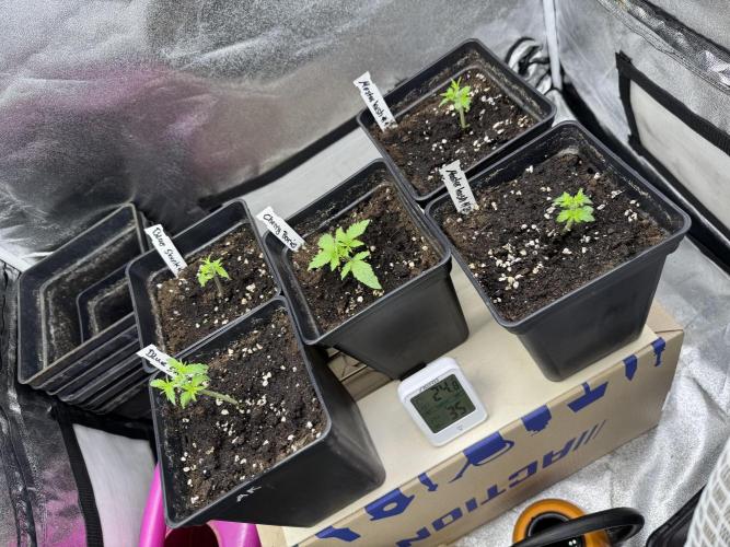 Letzter Grow 07/25. Week 1