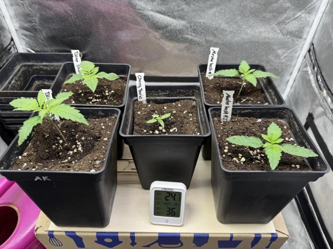 Letzter Grow 07/25. Week 1