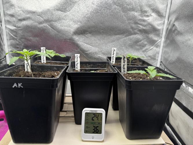 Letzter Grow 07/25. Week 1