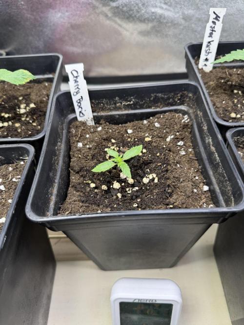 Letzter Grow 07/25. Week 1