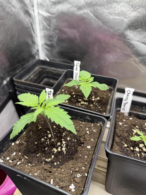 Letzter Grow 07/25. Week 1