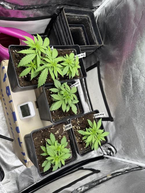 Letzter Grow 07/25. Week 3