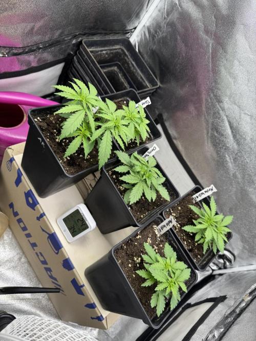 Letzter Grow 07/25. Week 3