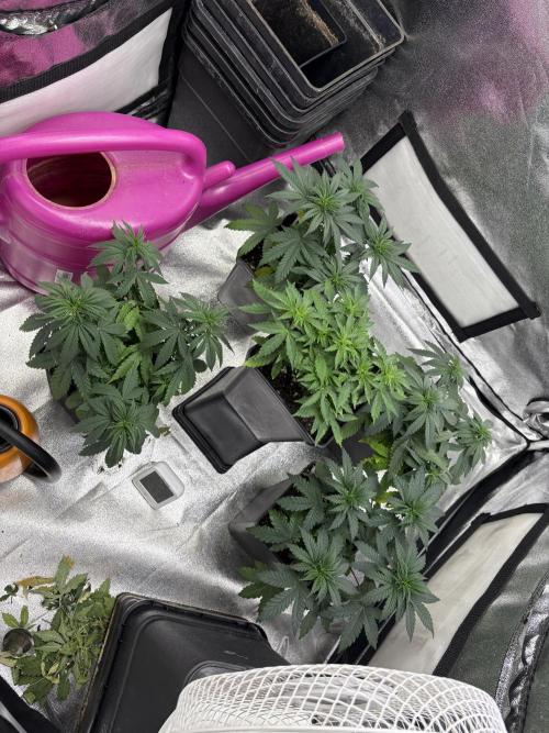 Letzter Grow 07/25. Week 3