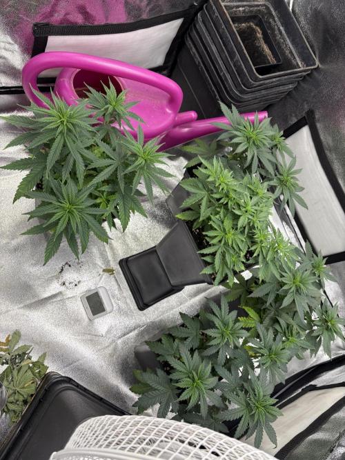 Letzter Grow 07/25. Week 3