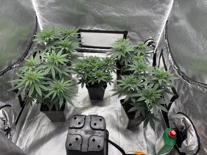 Letzter Grow 07/25. Week 3