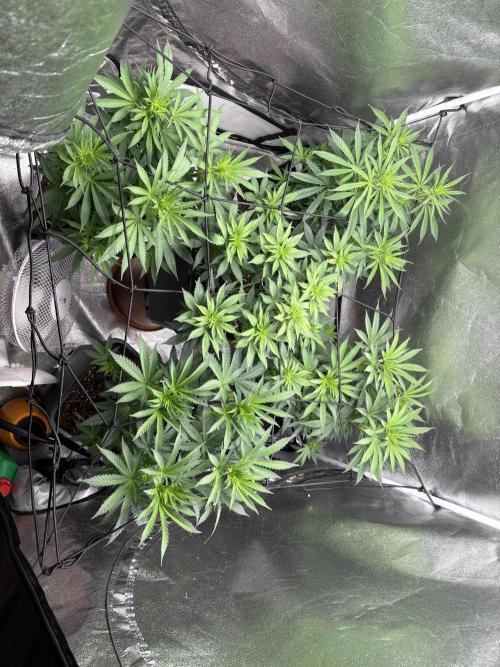 Letzter Grow 07/25. Week 3