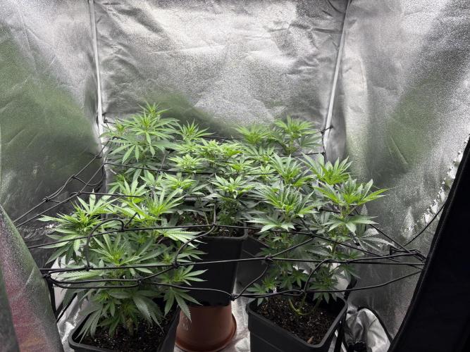 Letzter Grow 07/25. Week 3