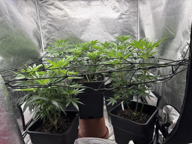 Letzter Grow 07/25. Week 3