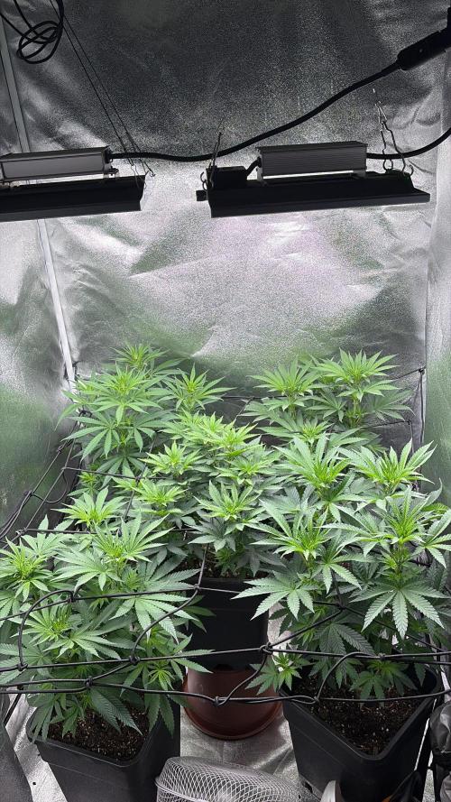 Letzter Grow 07/25. Week 3