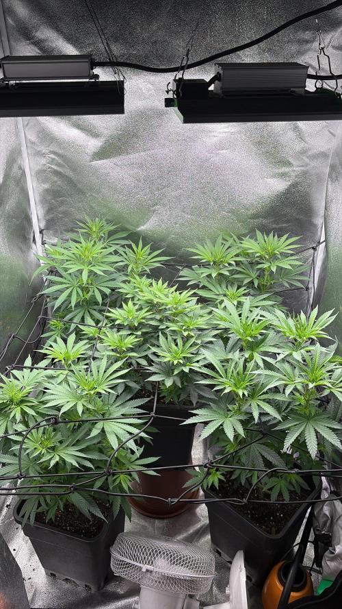 Letzter Grow 07/25. Week 3