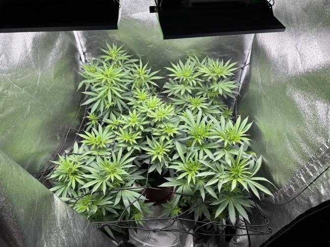Letzter Grow 07/25. Week 3