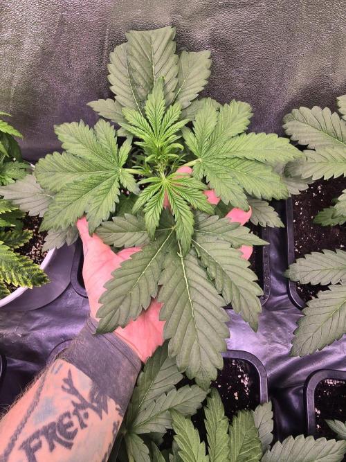 Letzter Grow 07/25. Week 4