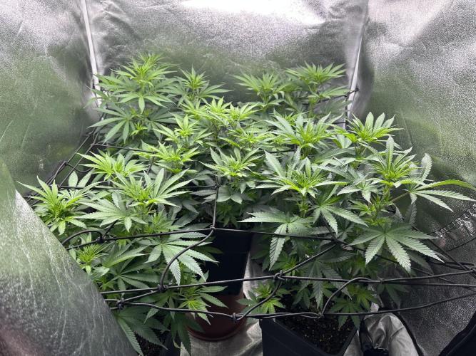 Letzter Grow 07/25. Week 4