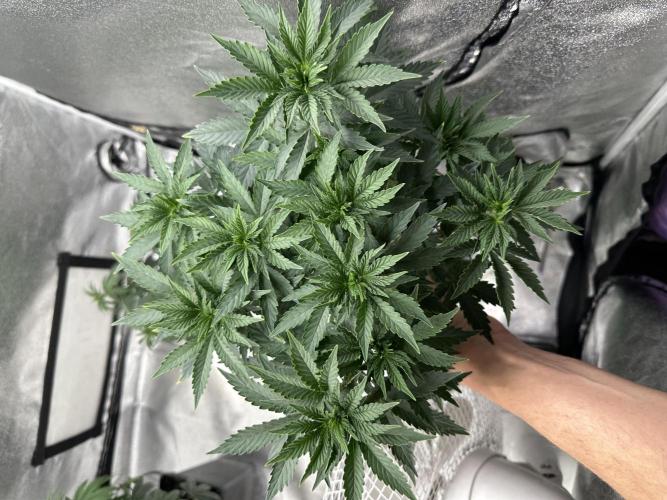 Letzter Grow 07/25. Week 4