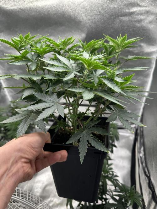 Letzter Grow 07/25. Week 4