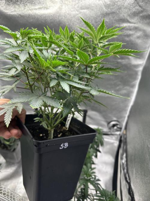 Letzter Grow 07/25. Week 4