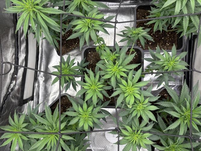 Letzter Grow 07/25. Week 4