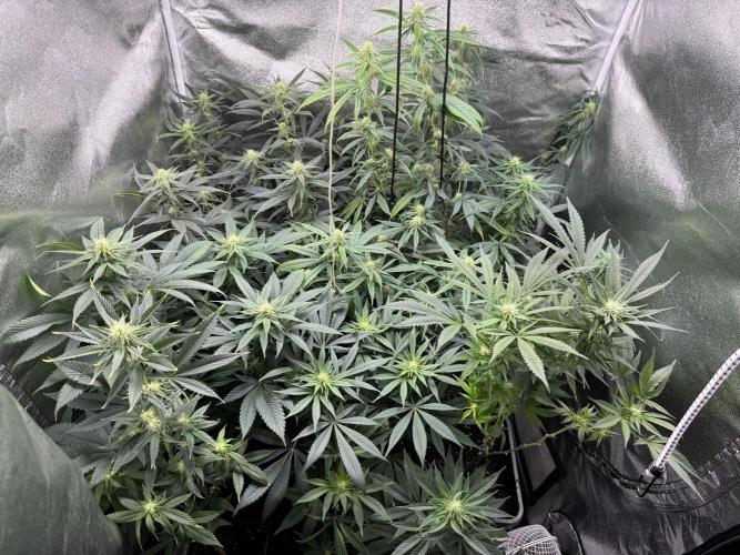 Letzter Grow 07/25. Week 4