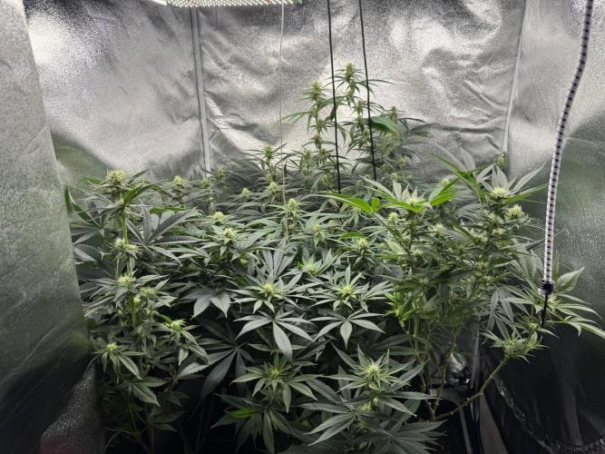 Letzter Grow 07/25. Week 4