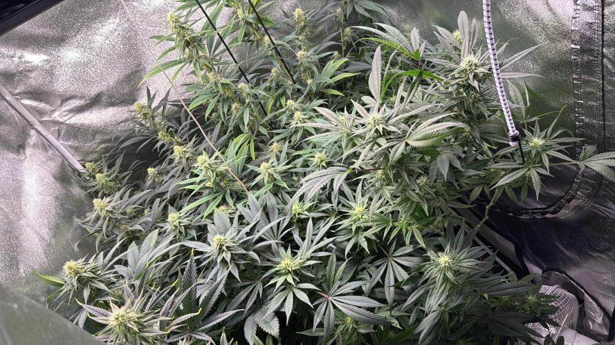 Letzter Grow 07/25. Week 6