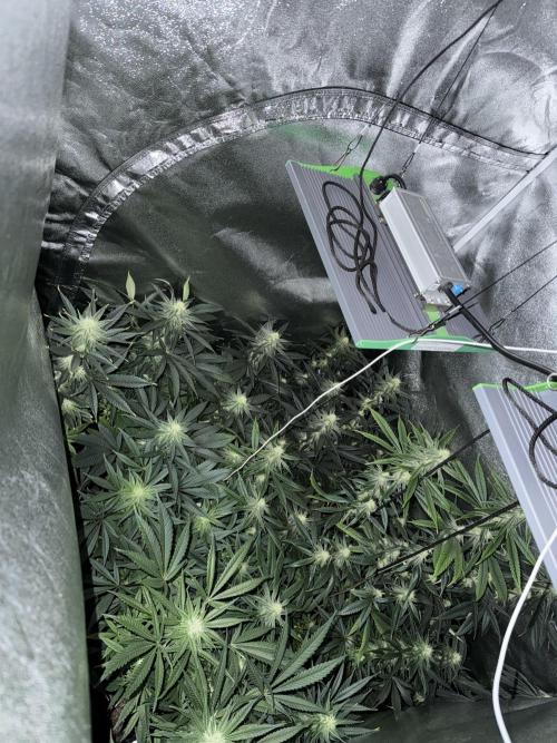 Letzter Grow 07/25. Week 6