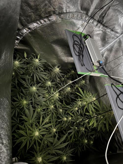 Letzter Grow 07/25. Week 6