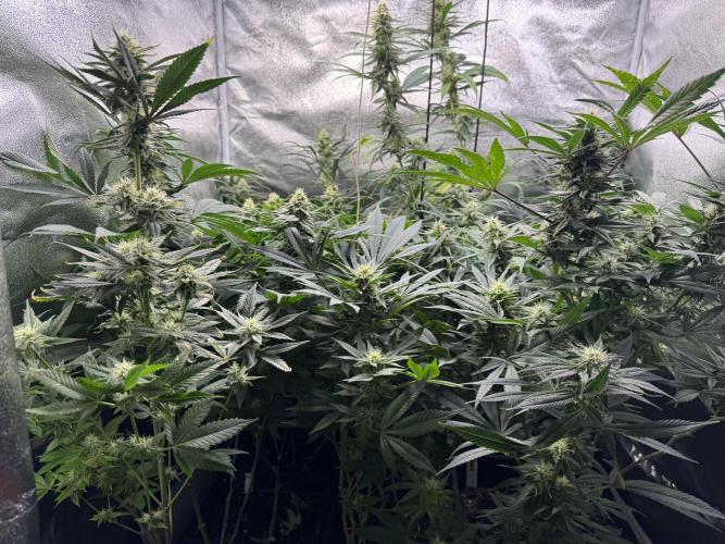 Letzter Grow 07/25. Week 6