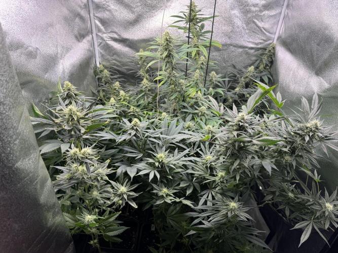 Letzter Grow 07/25. Week 6