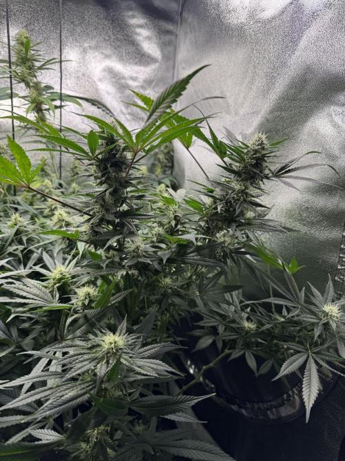 Letzter Grow 07/25. Week 6