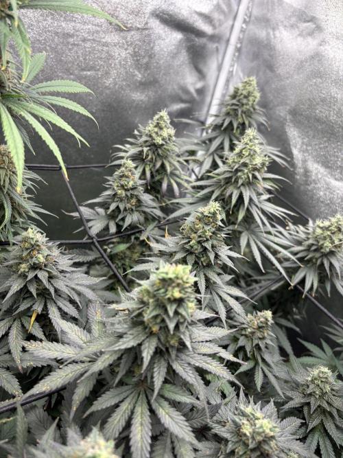 Letzter Grow 07/25. Week 7