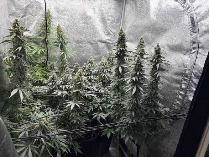 Letzter Grow 07/25. Week 7